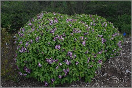 Paul Thirion Lilac Syringa - French Lilacs Syringa vulgaris Paul Thirion 8 Feet (2.5 m) 5-6 Feet (1.