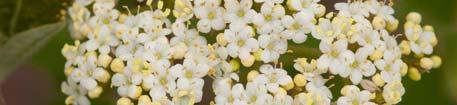 White flowers cover the plant in early spring and are followed by orange-red fruit in summer. Black fruit in autumn.