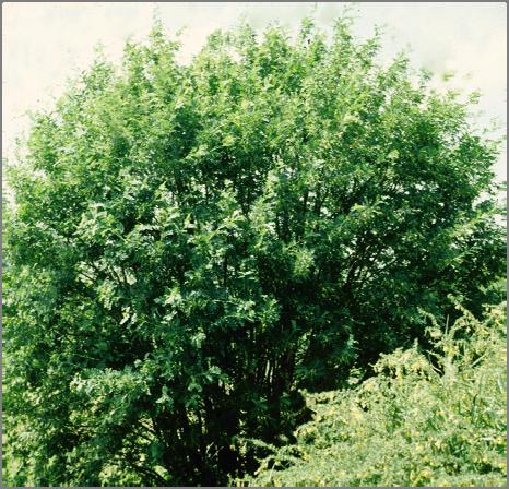 Dark green foliage throughout the summer turns burgundy in fall. Bud's Yellowtwig Dogwood Cornus sericea 'Bud's Yellow' Bark Colour: 6-8 Feet (2.5 m) 6-8 Feet (2.