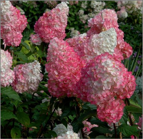 Incrediball Hydrangea Hydrangea Hydrangea arborescens Abetwo White (mophead) Exposure / Hardiness: Zone 3 An exciting variant of Annabelle Hydrangea that produces massive 12" panicles on sturdy stems!