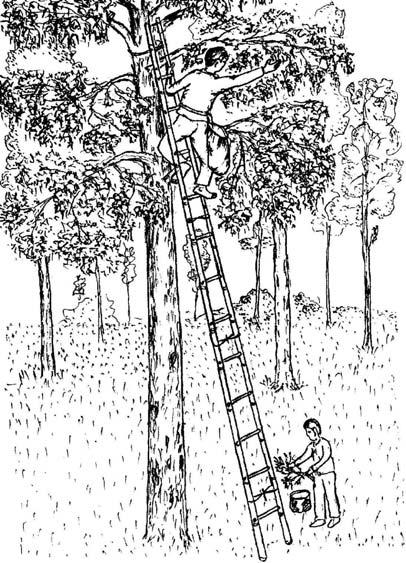 2.2.2.4 Tree climbing to collect the fruits or seeds This is a method to collect fruits or seeds with tough stems that are hard to make fall, or for seeds that