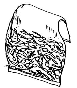 Some seeds are not accustomed to drying or cold temperatures, such as Durio zibethinus, Mangifera indica, Artocarpus heterphyllus, Garcinia mangostana, Nephelium lappaceum and kinin.