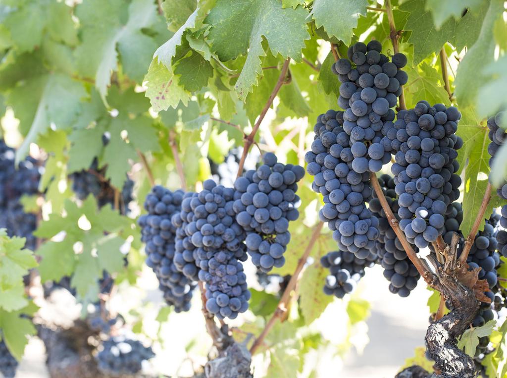 2 CALIFORNIA WINE 2017 HARVEST REPORT The Growing Season With all but late harvest grapes in, vintners are looking back at the 2017 growing season throughout the state.