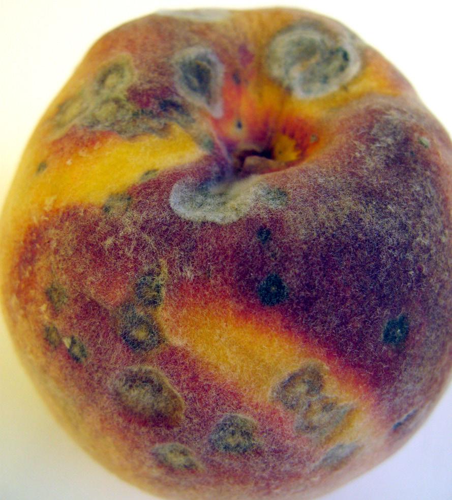 Gummosis -high OTHER FRUIT HOSTS: all stone fruits GENERAL INFO: Gummosis is a general term describing the prolific oozing of sap from a tree.
