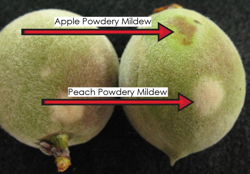 Powdery Mildew IMPORTANCE AS A PEST ON PEACH/NECTARINE: low OTHER FRUIT HOSTS: apple, cherry, nectarine, peach, berries, and grape GENERAL INFO: This fungus attacks leaves and fruit.