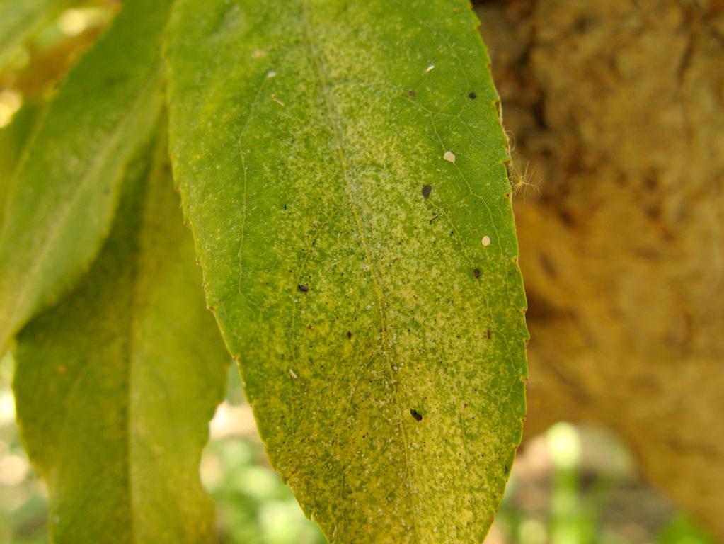 Spider Mites OTHER FRUIT HOSTS: all fruits GENERAL INFO: Mites are very small arthropods that are more closely related to ticks than insects.