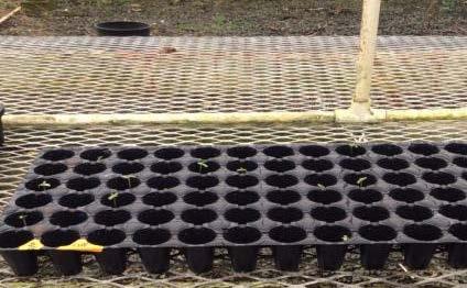 In previous work, this was blamed on birds finding and eating planted seeds. At the suggestion of colleagues, seed trays were used. These are automatically watered with fine mist twice a day.