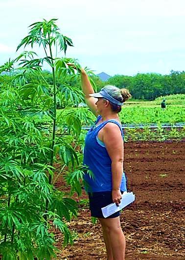 It is noted that the hemp plants are very large and the photos demonstrate how fast the subtropical fiber hemp grows. 5. A pair of trials were done.