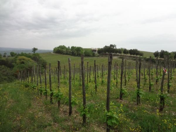 The sisters' main vineyard is in the outskirts of Montalcino; it consists of almost 4 hectares of land, which