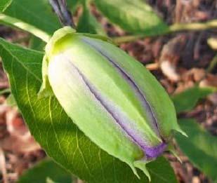 As the bud enlarges, the distinctive purple color of this species flower will