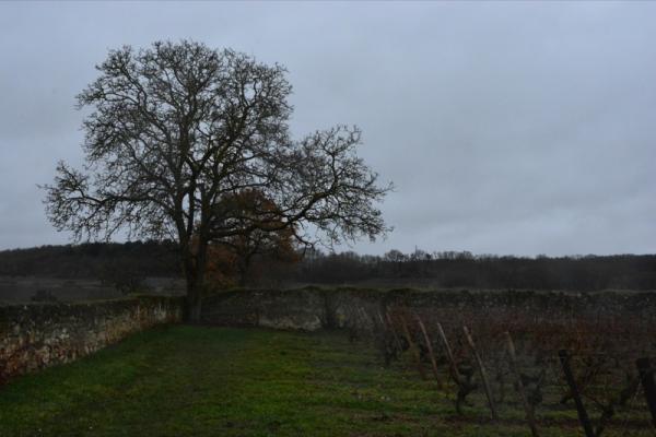 This 1.2 hectare clos' vines are 75 years old and some of the oldest at the estate.
