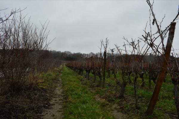 bugs) that will help nature defend itself with minimal to no chemical aid. 30 km of hedges have been planted alongside many rows of vineyards.