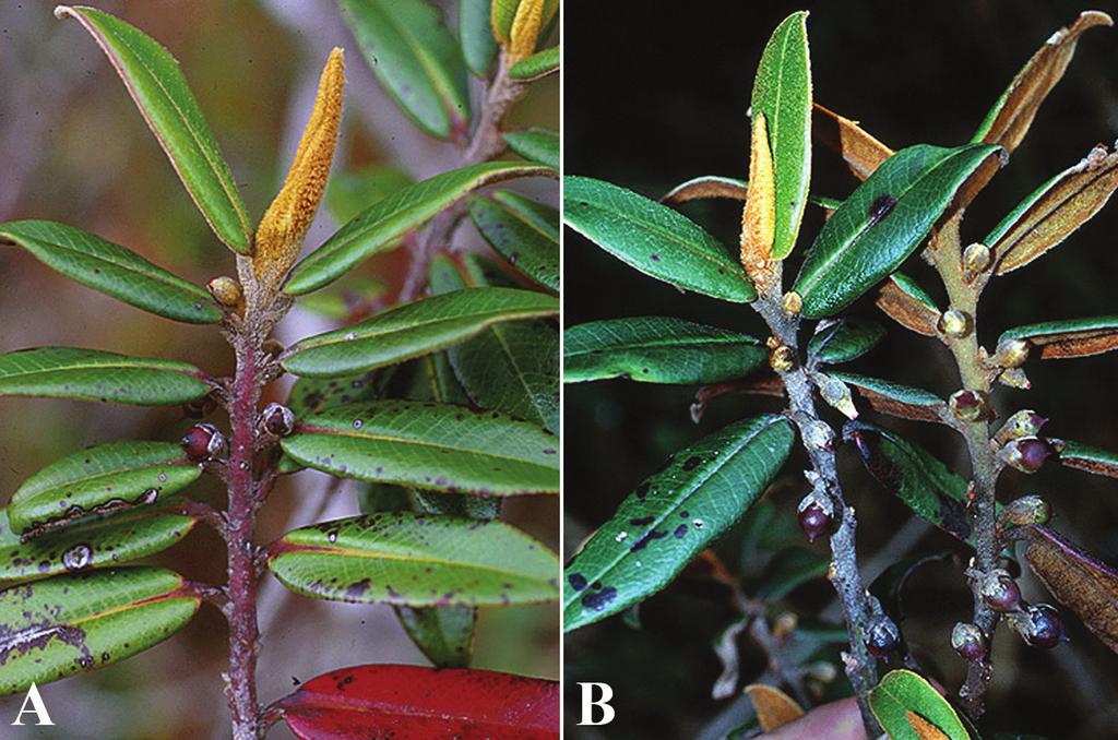 2015 SANTAMARÍA-AGUILAR, PERUVIAN Freziera (Pentaphylacaceae) 71 Figure 2. Freziera cyanocantha A. L. Weitzman ex D. Santam.