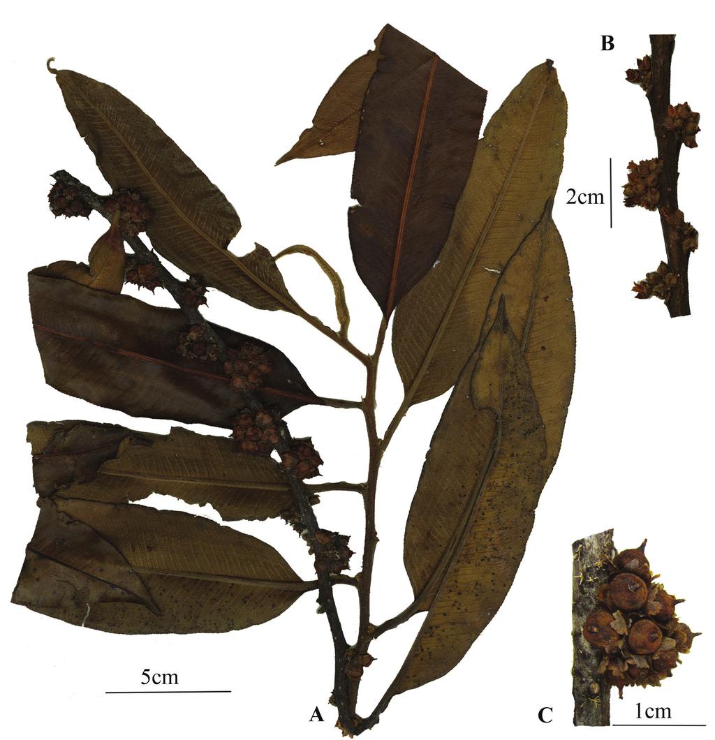 2015 SANTAMARÍA-AGUILAR, PERUVIAN Freziera (Pentaphylacaceae) 75 Figure 4. Freziera oxapampensis D. Santam. A, branch with fruits; B, flowers; C, fruits.