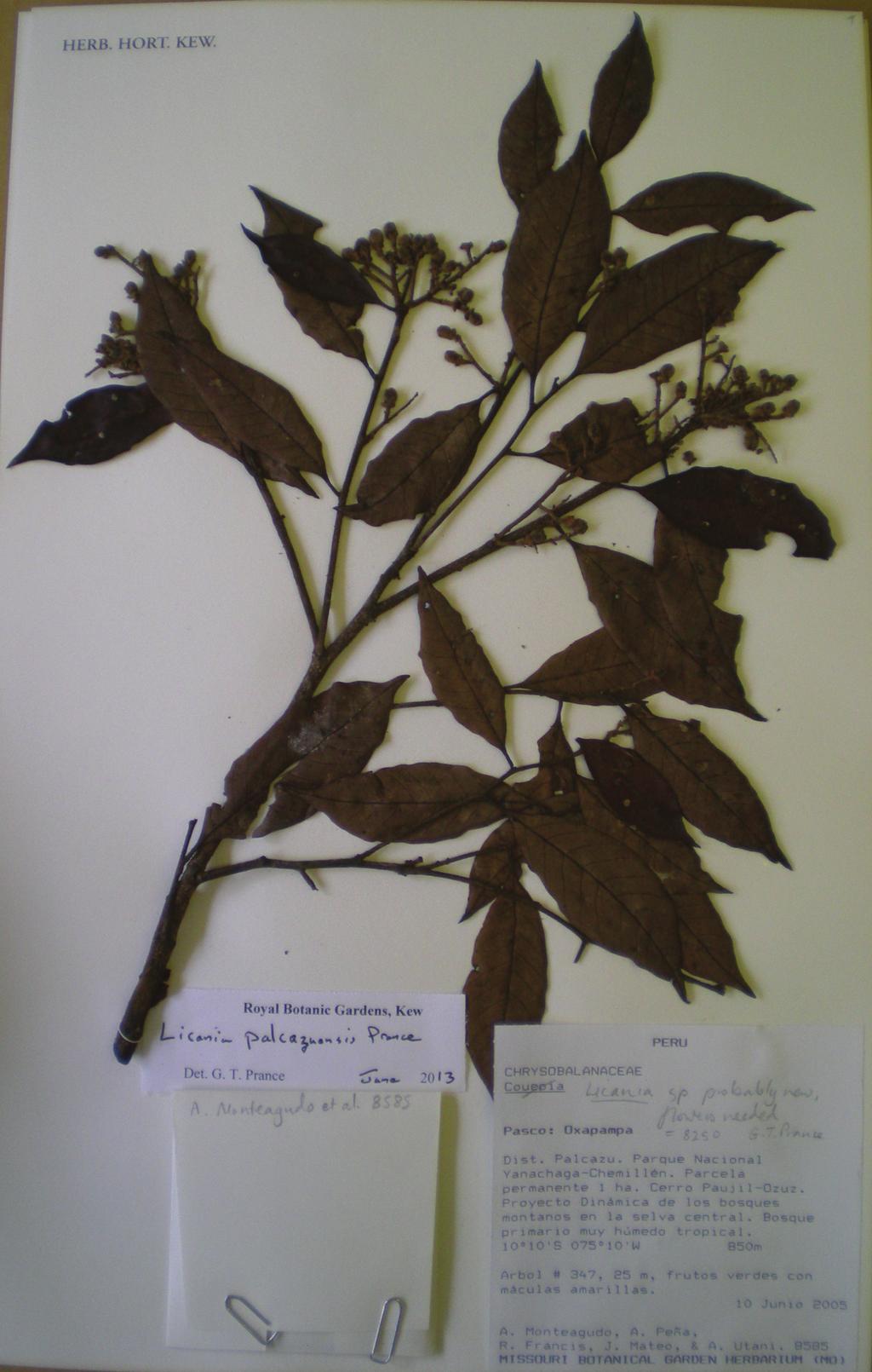 Three new species of Licania (Chrysobalanaceae) from Peru Figure 1.