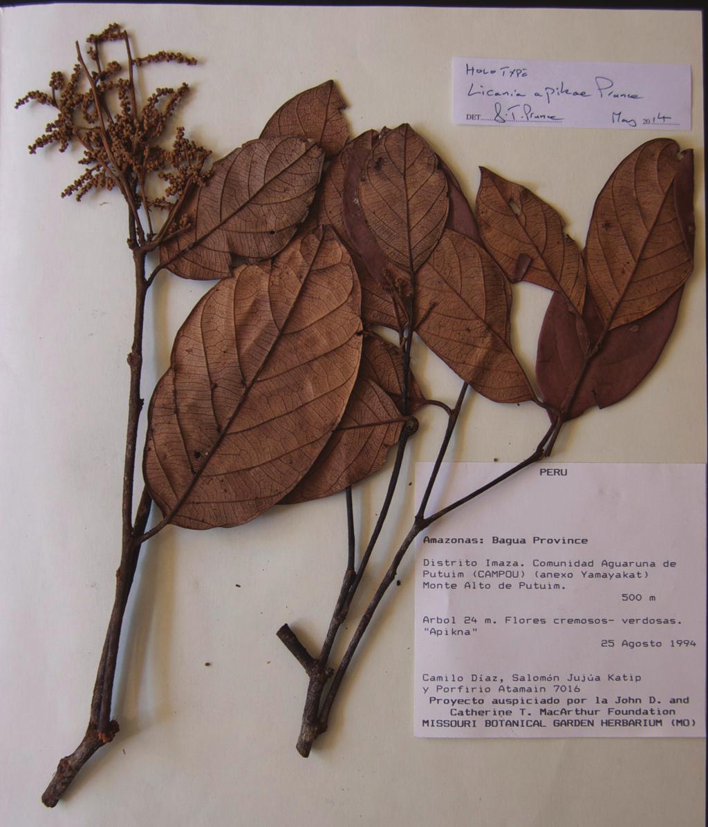 Three new species of Licania (Chrysobalanaceae) from Peru 5 Figure 3. Photo of the holotype of Licania apiknae (Diaz et al. 7016). es. Petals absent. Stamens 5 6, inserted to one side of ring.