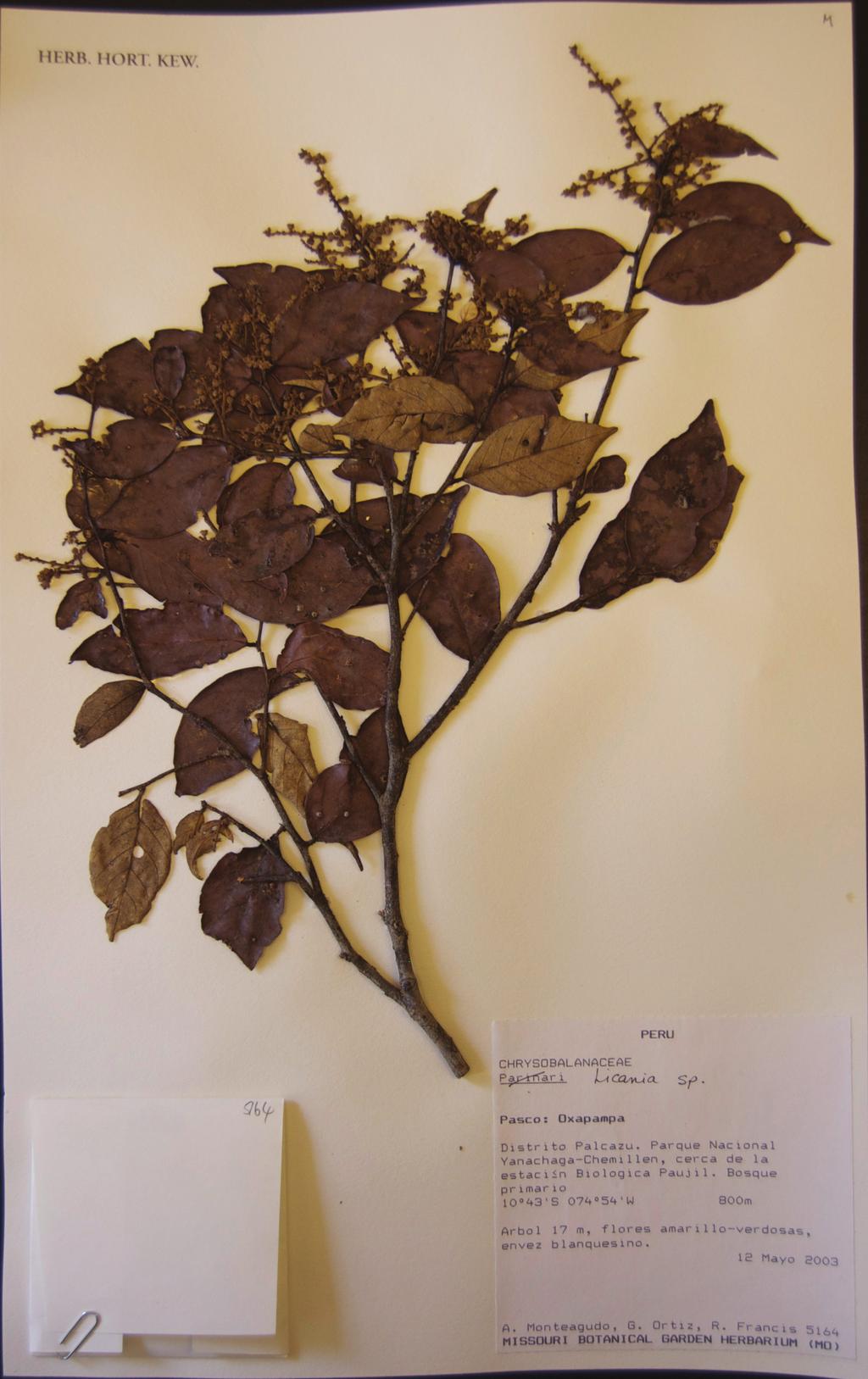 Three new species of Licania (Chrysobalanaceae) from Peru Figure 5.
