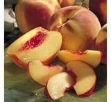 Guests will taste-test the County s glorious yield, made available primarily by local orchards,