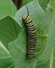 A Guide to Common Milkweeds of California Milkweeds are a critical