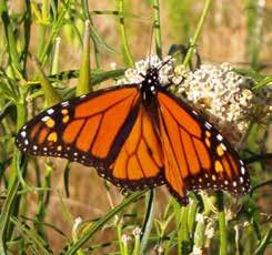 To protect monarchs in western North America, the Xerces Society for