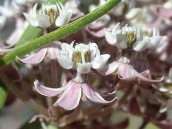 Tips for Milkweed Identification Unless you are already familiar with the native milkweeds of your region, it s unlikely that you ll be able to identify different species if they are not flowering or