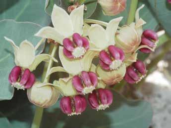 Depending on the species, the stalk that bears the flowers can be either erect or drooping. The showy, upper part of each flower, called the corona, consists of five hoods, where nectar is stored.