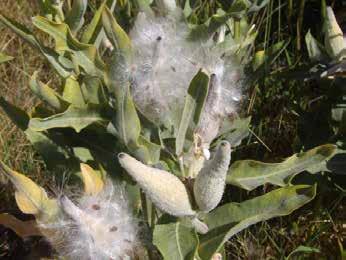 Milkweed fruits ( pods ) are also very distinctive though they are variable in size and shape between species. When the fruits are mature, they split open lengthwise, releasing the seeds.