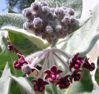 Asclepias californica California milkweed Widely distributed across the southern and coastal areas, but more frequent in western