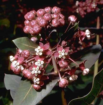 Asclepias cordifolia purple milkweed heartleaf milkweed Found in hills and mountains of the northern