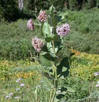 Asclepias speciosa showy milkweed Hills and mountains of northern half of state.