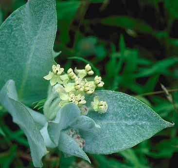 Asclepias vestita woolly milkweed Found in southern half of state; endemic to California.