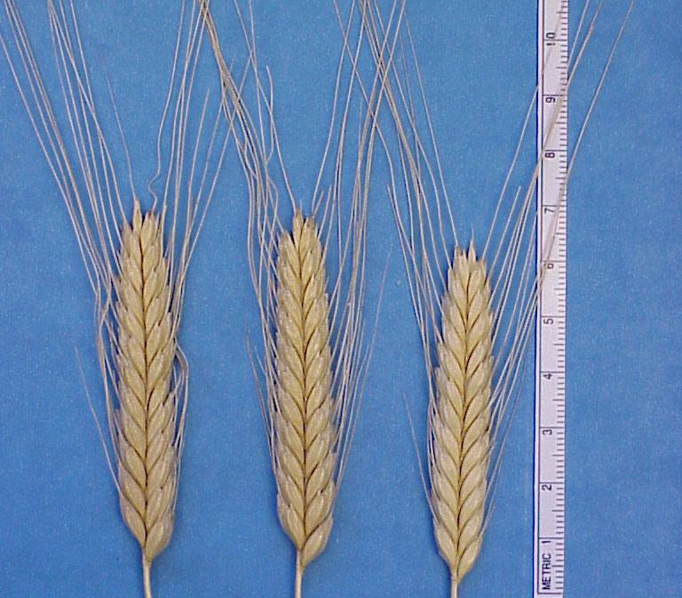 Einkorn Favored for adding excellent flavor to foods. Suitable for baked products, some good for bread. Higher lipid content than bread wheat (4.2 vs. 2.8 g/100g.