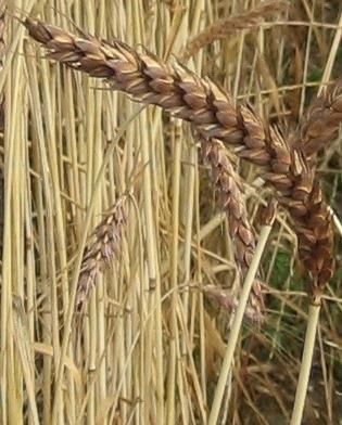 Cultivated species in the wheat genus