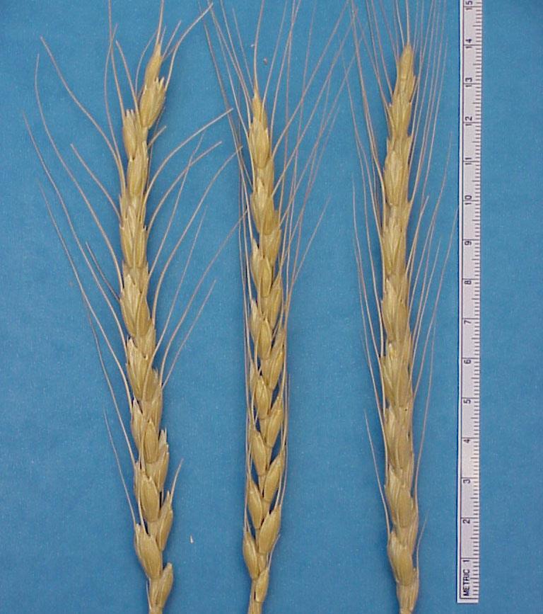 Spelt Spelt has gluten and similar protein composition to bread wheat but reduced