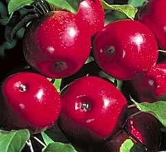Many hardy choices, here are just a few of our favourites: Norkent This apple tree bears large