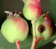 APPLE SCAB Symptoms: Lesions on leaves, scab on fruit.