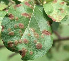 RUSSET ON APPLE Symptoms: Rough, leathery streaks or patches on apples - may cover just top or entire apple.
