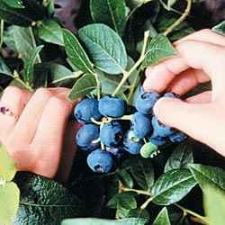 BLUEBERRY Delicious blue berries on low growing shrubs.