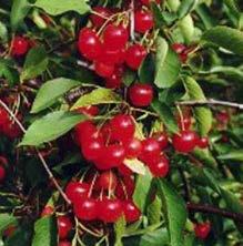 com/ North Country This half highbush perennial blueberry has dark green foliage and compact growth. Fall foliage is beautiful scarlet red.