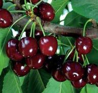 Carmine Jewel A cross between a tart cherry and a Mongolian cherry. Fruit is dark red. Excellent used for fresh eating or cooking. Excellent in jams, jelly, juice, toppings and pie filling.
