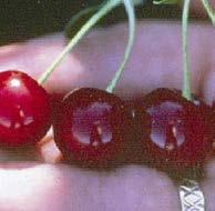 These dwarf sour cherries have been bred by the U of S program and all exhibit great cold hardiness combined with sweet tasting fruit. Cupid Black to dark red fruit is the largest of all varieties.