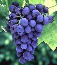Frontenac A hardy grape suitable for red wine. Self-pollinating. Frontenac Gris Similar to Frontenac but with light coloured skins. Suitable for making white wine. Kay Gray Originated in Minnesota.