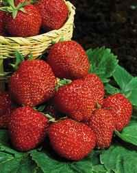 STRAWBERRY Two types: Junebearing (short day) - produce large berries in mid summer, one crop.