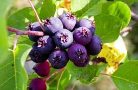 Smoky Produces medium size clusters of large sweet berries. #1 choice for commercial production.