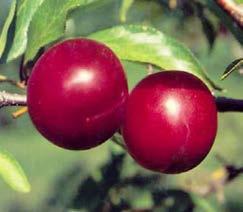 PLUM Our hardy selections are as delicious as store bought fruit. Ensure full sun and well drained soil is a must.