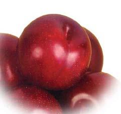 Ht: 15ft Sp: 12ft Zone 4 Toka Richly flavored red plum with beautiful apricot coloured flesh. pollinator - plant 2 trees.