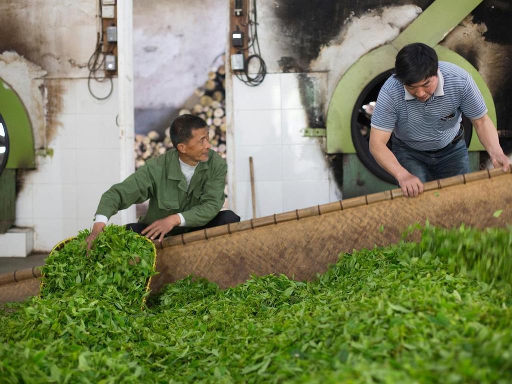 Tea Impact Report 2016 Annual Fair Trade Supply