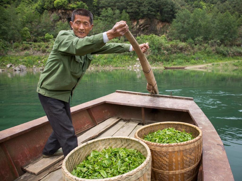 Dazhangshan Organic Tea Farmer
