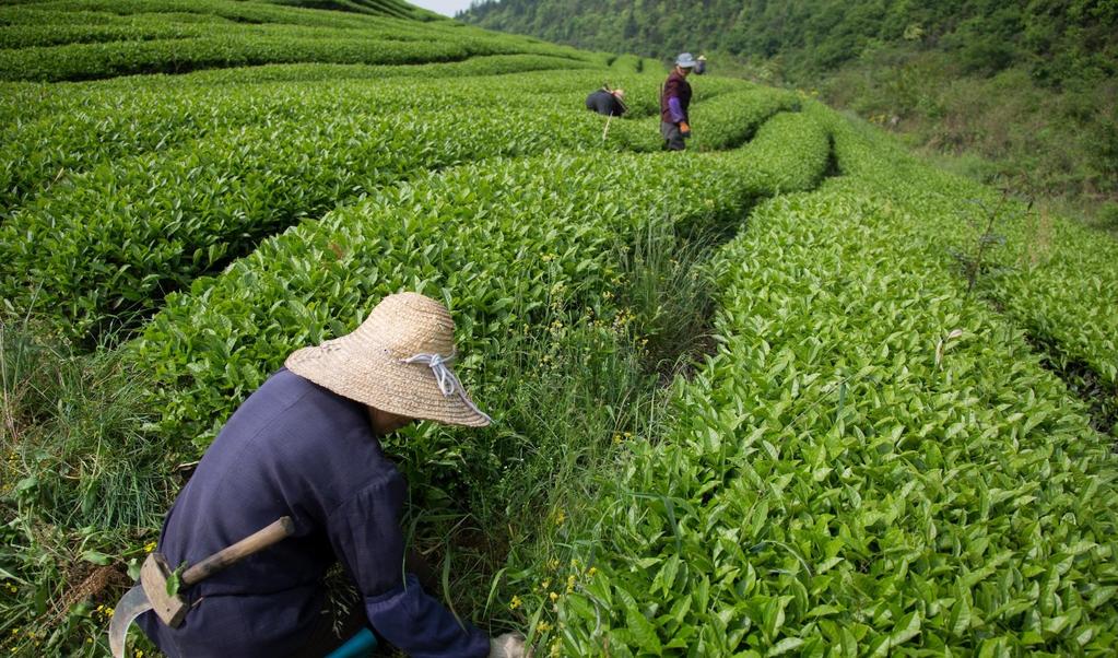 In Jiangxi, China Fair Trade Premium is Used to Protect and Improve Producer Health Dazhangshan has used premium to offset high input costs for farmers in their cooperative.