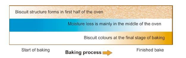BAKING: THE DEVELOPMENT OF THE BISCUIT STRUCTURE AND TEXTURE Changes during the baking process Biscuit Structure